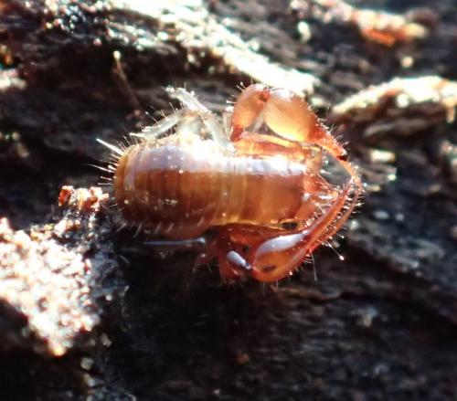 Neobisium sp.